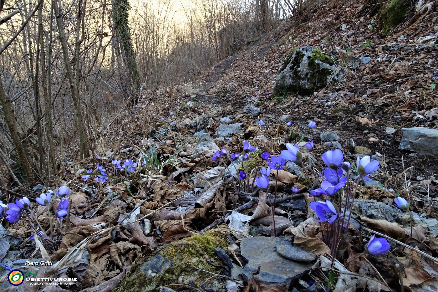 40 La stradetta diviene sentiero in saliscendi nel bosco.JPG